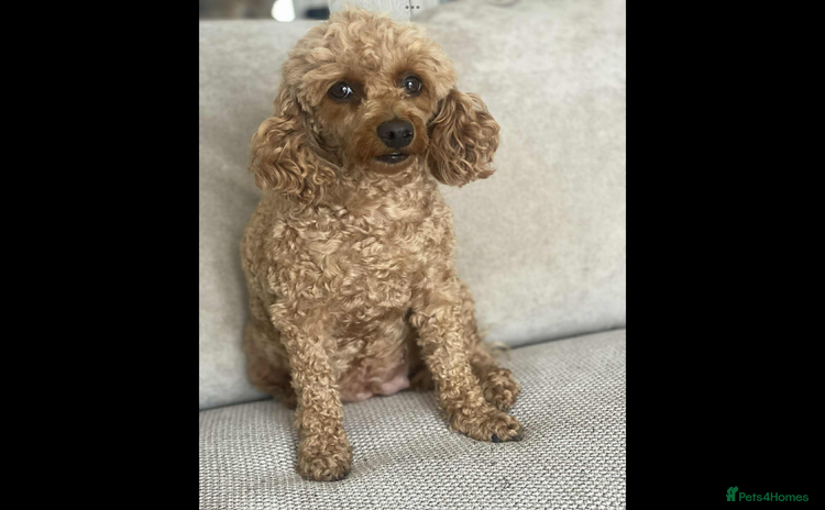 Toy Poodle dogs - Advert 8