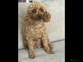 Toy Poodle dogs - Advert 33
