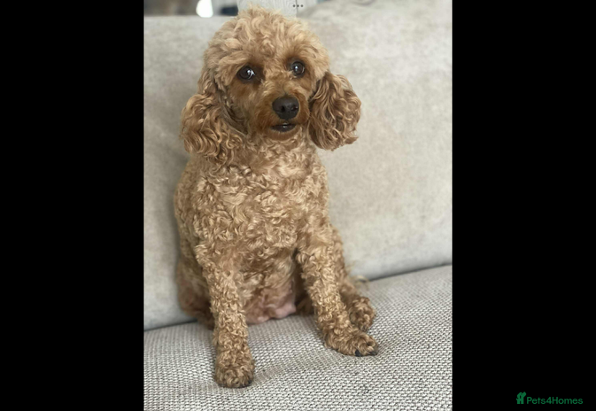 Toy Poodle dogs - Advert 12