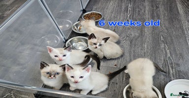 Snowshoe cats Rare pedigree snowshoe kittens born in Scotland - Advert 16