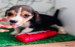 Beagle dogs for sale: Beagle Puppies Ready for Love! - Advert 8
