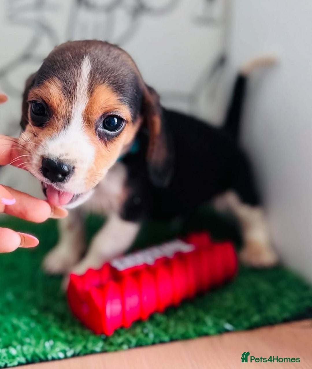 Beagle dogs for sale: Beagle Puppies Ready for Love! - Advert 8