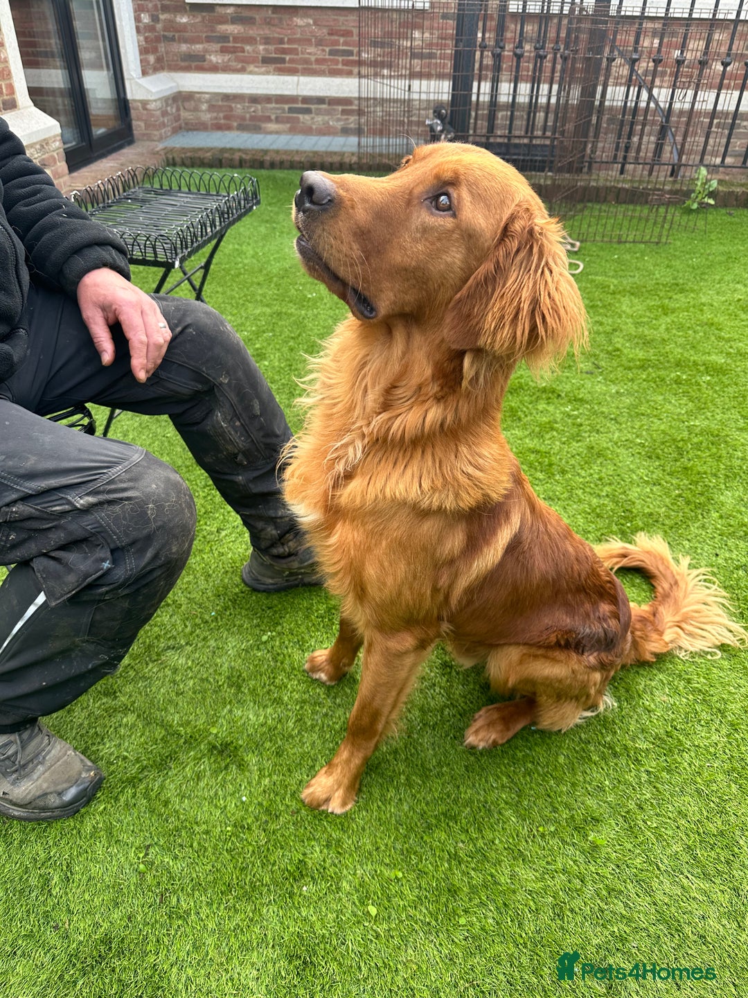 Bernese Mountain Dog dogs for sale: Wonderful litter of Golden Mountain Dogs - Advert 15