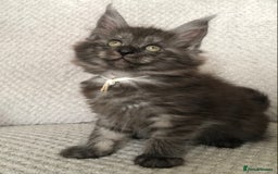 Maine Coon cats for sale: MaineCoon Kittens Black Smoke 1 Boy & 2 Girls - Image 33