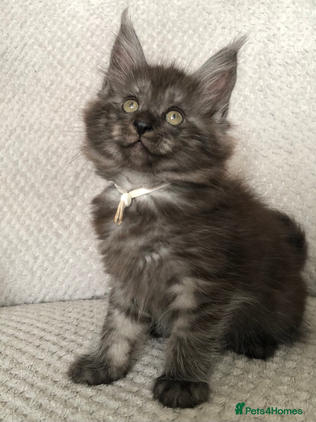 Maine Coon cats for sale: MaineCoon Kittens Black Smoke 1 Boy & 2 Girls - Image 33