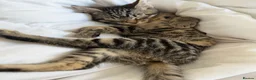 Bengal cats for sale: Male kitten  in Rainham - Advert 3