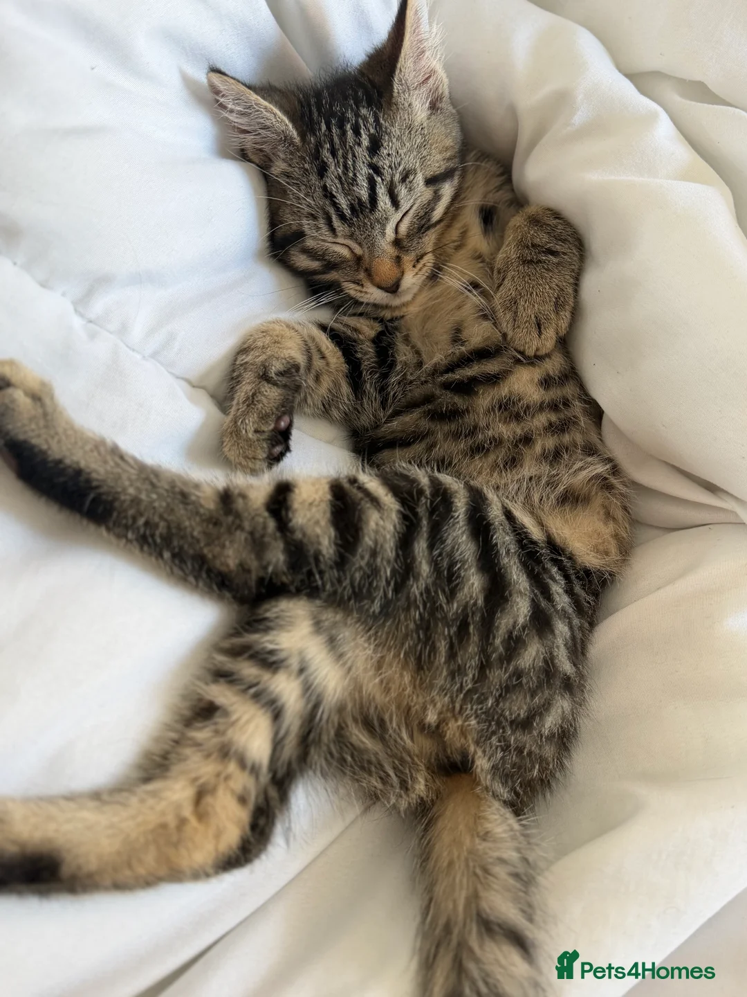 Bengal cats for sale: Male kitten  in Rainham - Advert 3