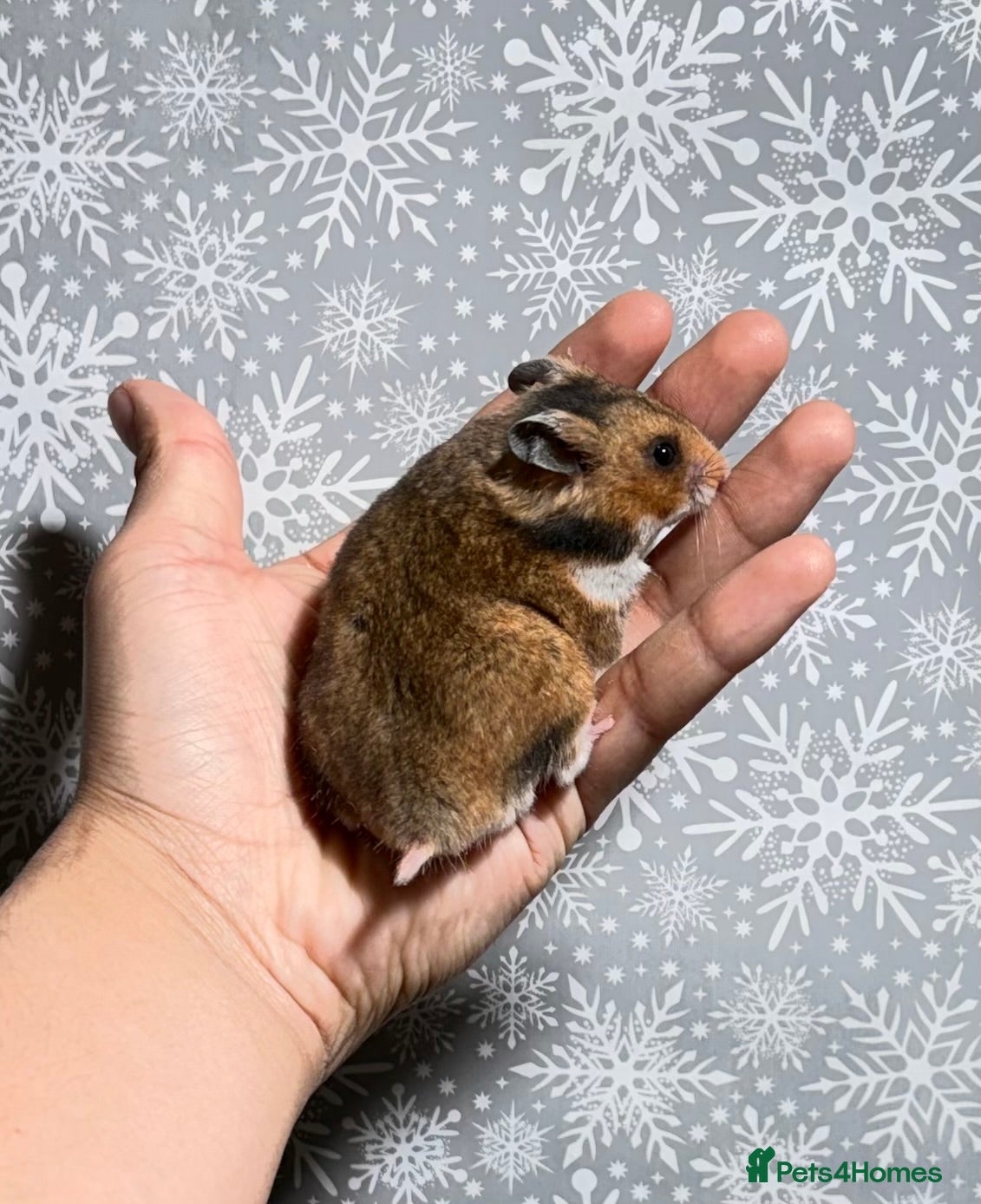 Hamster rodents STUNNING TAME PEDIGREE SYRIAN HAMSTER - Advert 5