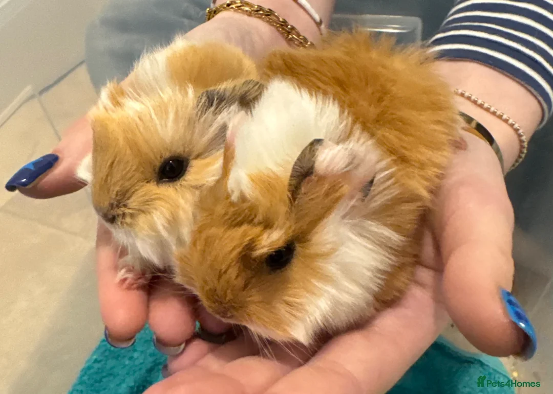 Guinea Pig rodents for sale: Pure Bred Peruvian Cream Boars in Bristol - Advert 1