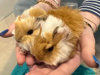 Guinea Pig rodents Pure Bred Peruvian Cream Boars - Advert 1