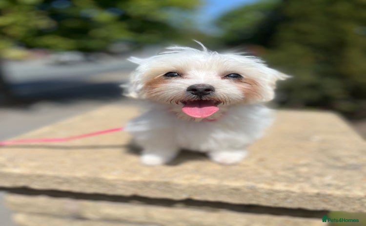 Maltipoo dogs - Advert 8