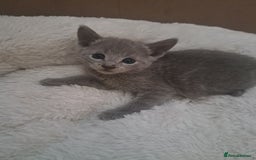 Russian Blue cats for sale: TICA Russian Blue Kittens Pedigree in Derby - Image 14