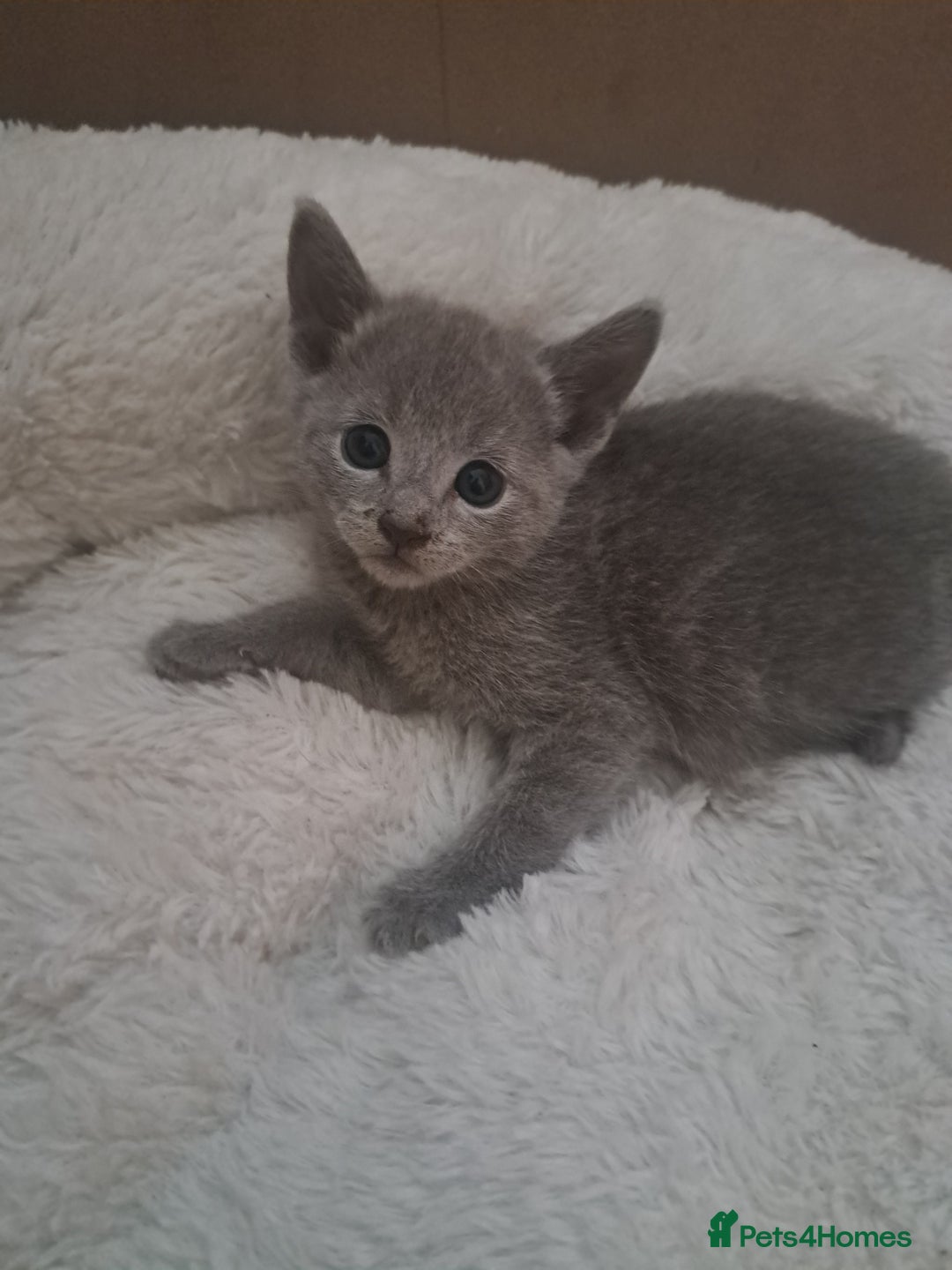 Russian Blue cats for sale: TICA Russian Blue Kittens Pedigree in Derby - Image 14