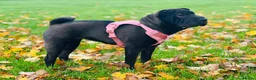 Mixed Breed dogs for sale: ChowPei Pups - Advert 6