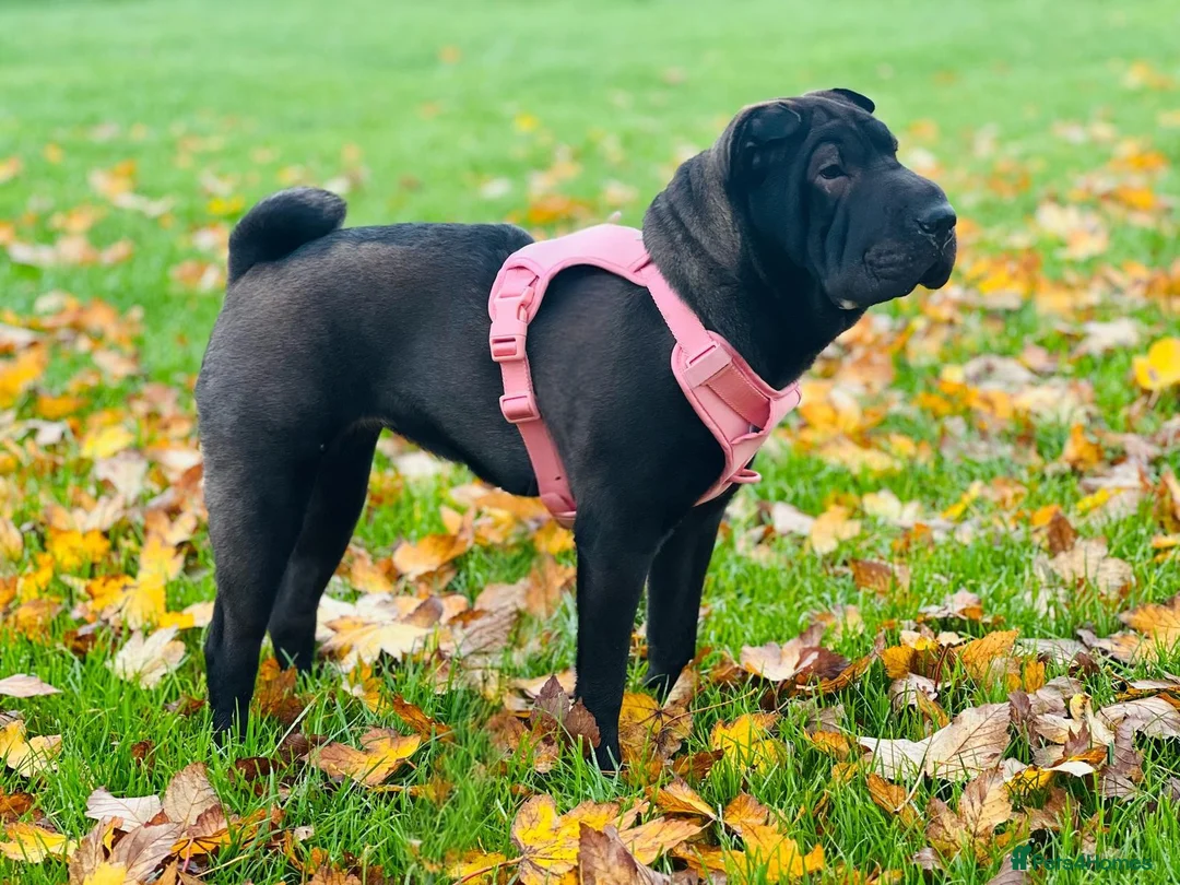 Mixed Breed dogs for sale: ChowPei Pups - Advert 6
