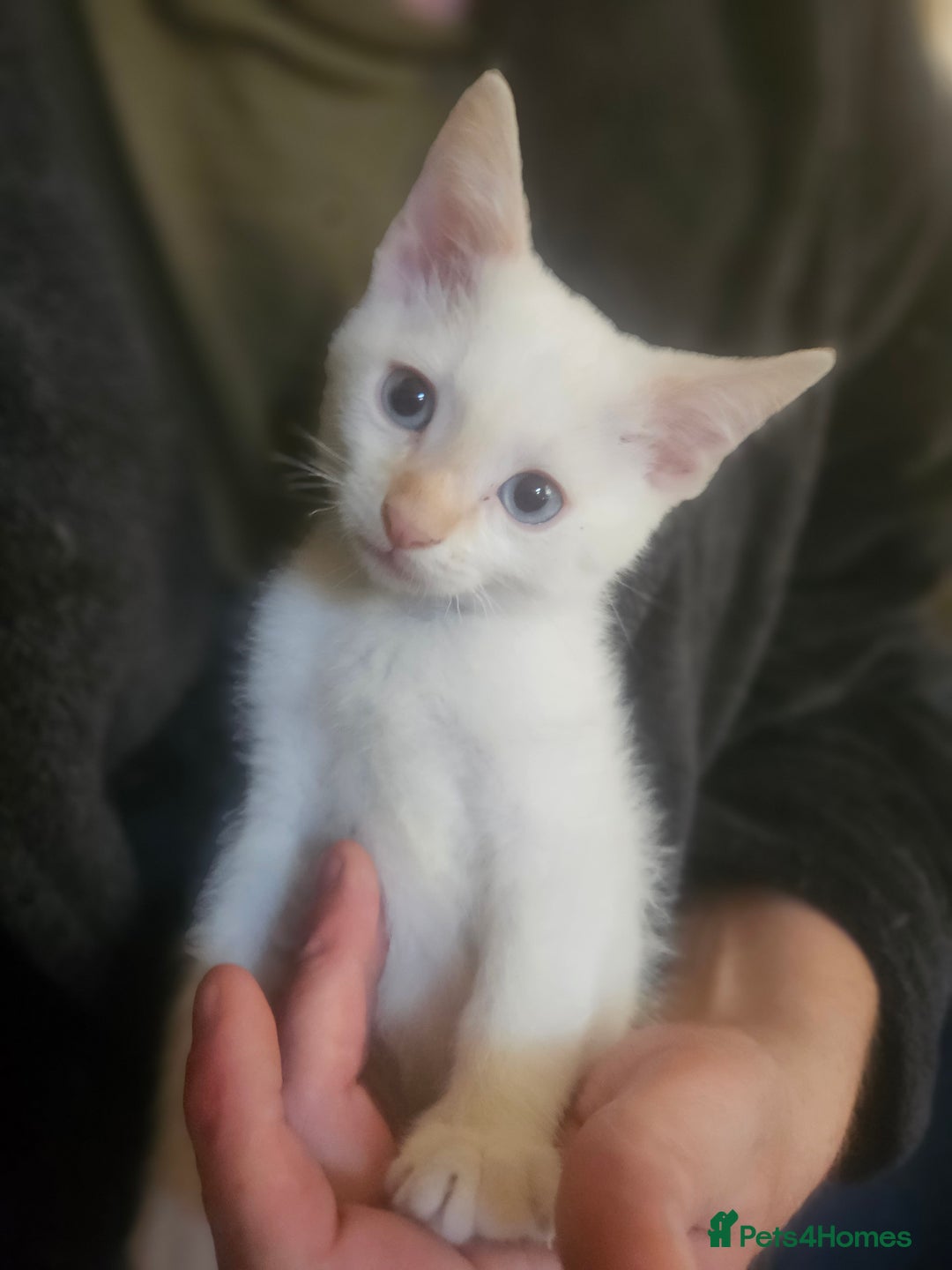 Sphynx cats for sale: Snow coated shpynx with sky blue eyes - Image 5