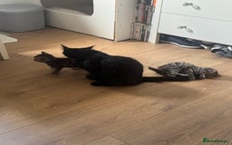 Mixed Breed cats for sale: Lovely little tabby kittens - Image 5