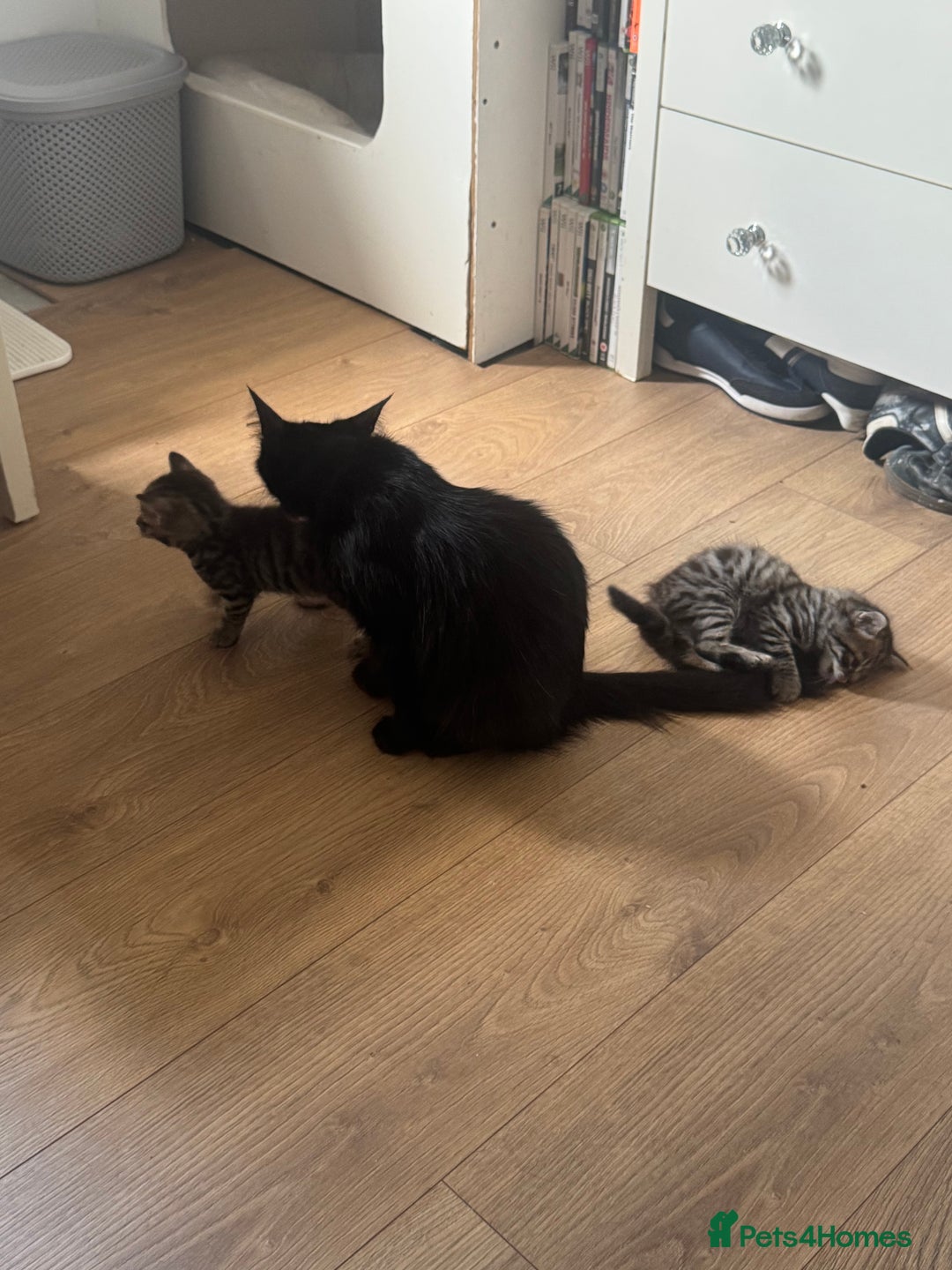 Mixed Breed cats for sale: Lovely little tabby kittens - Image 5