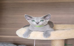 Russian Blue cats for sale: Russian Blue kittens Tica registered  - Image 3
