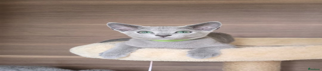 Green collar boy 
