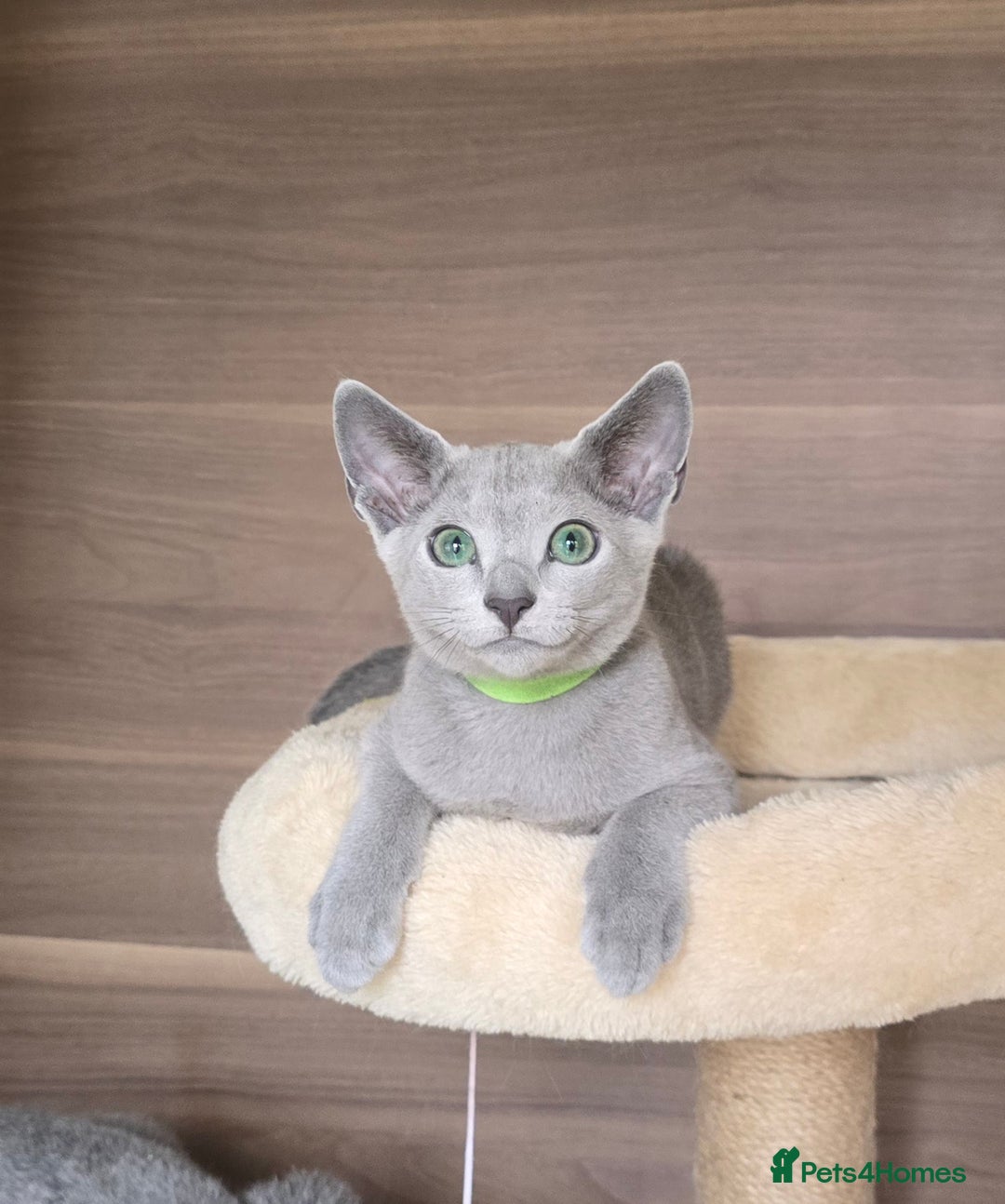 Russian Blue cats for sale: Russian Blue kittens Tica registered  - Image 3