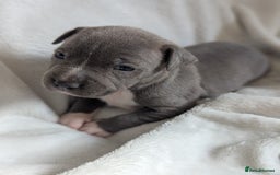 Staffordshire Bull Terrier dogs for sale: 7 Blue Staffordshire bull terrier puppies - Image 1