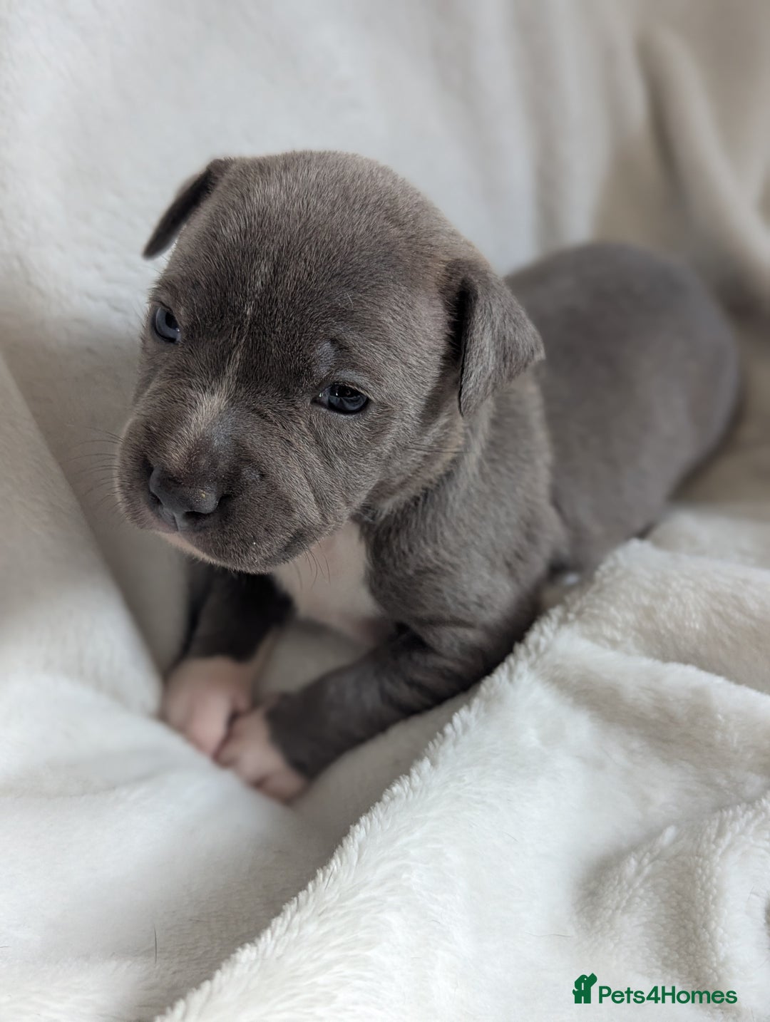 Staffordshire Bull Terrier dogs for sale: 7 Blue Staffordshire bull terrier puppies - Image 1