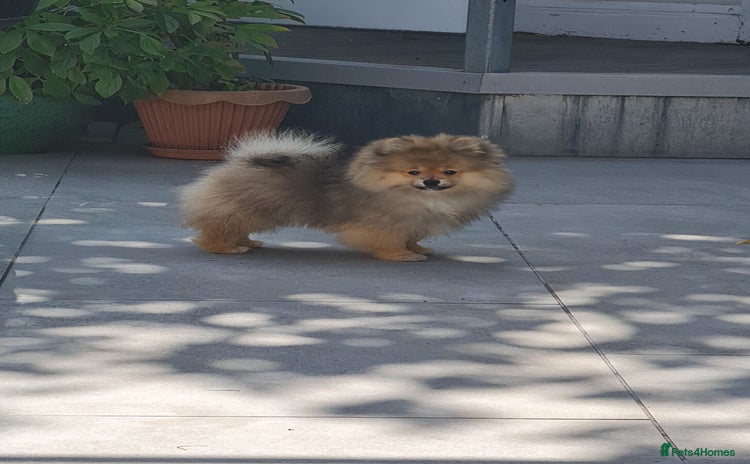 Pomeranian dogs in Basildon - Advert 2