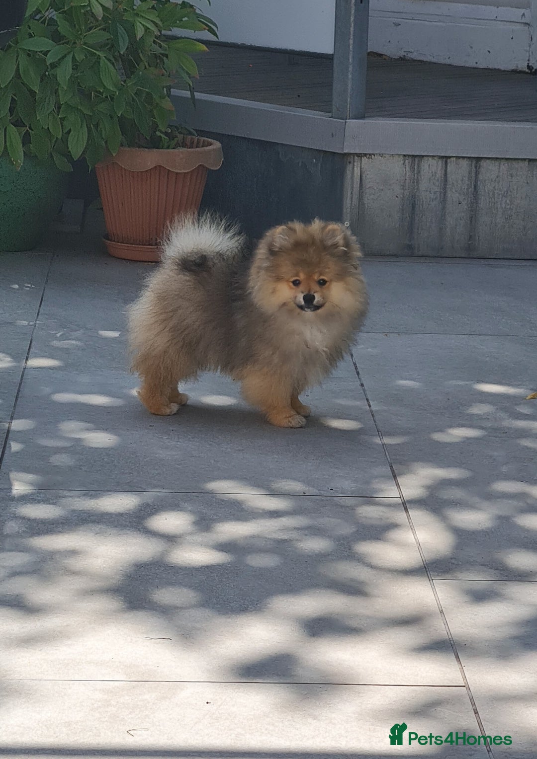 Pomeranian dogs for sale: Stunning Teddy purebreed Russian/Ukrainian poms in Basildon - Image 2