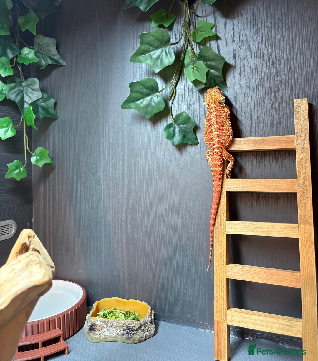 Bearded Dragon reptiles for sale: Young Dragon + Premium Setup *No Offers* Save £££ - Advert 7