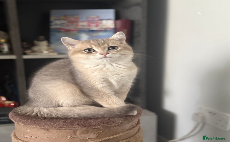 British Shorthair cats - Advert 14