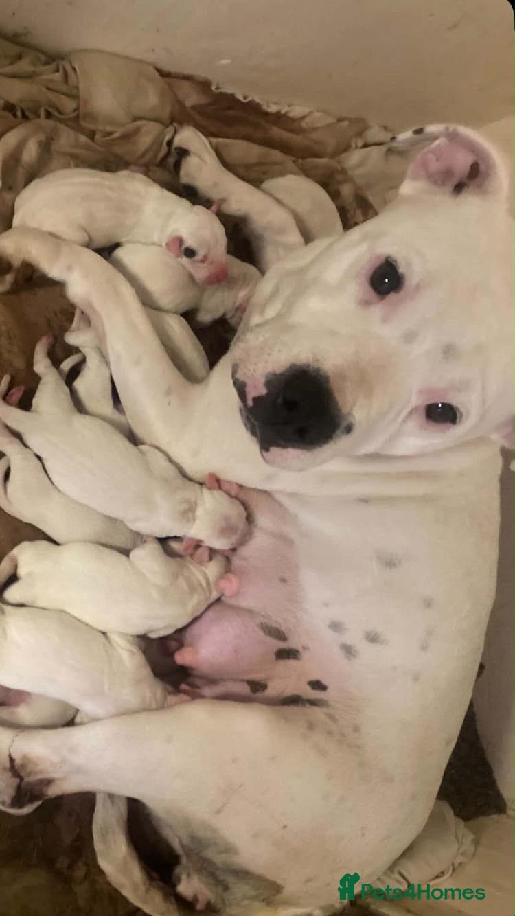 Staffordshire Bull Terrier dogs Staffordshire bull terrier pups - Advert 4