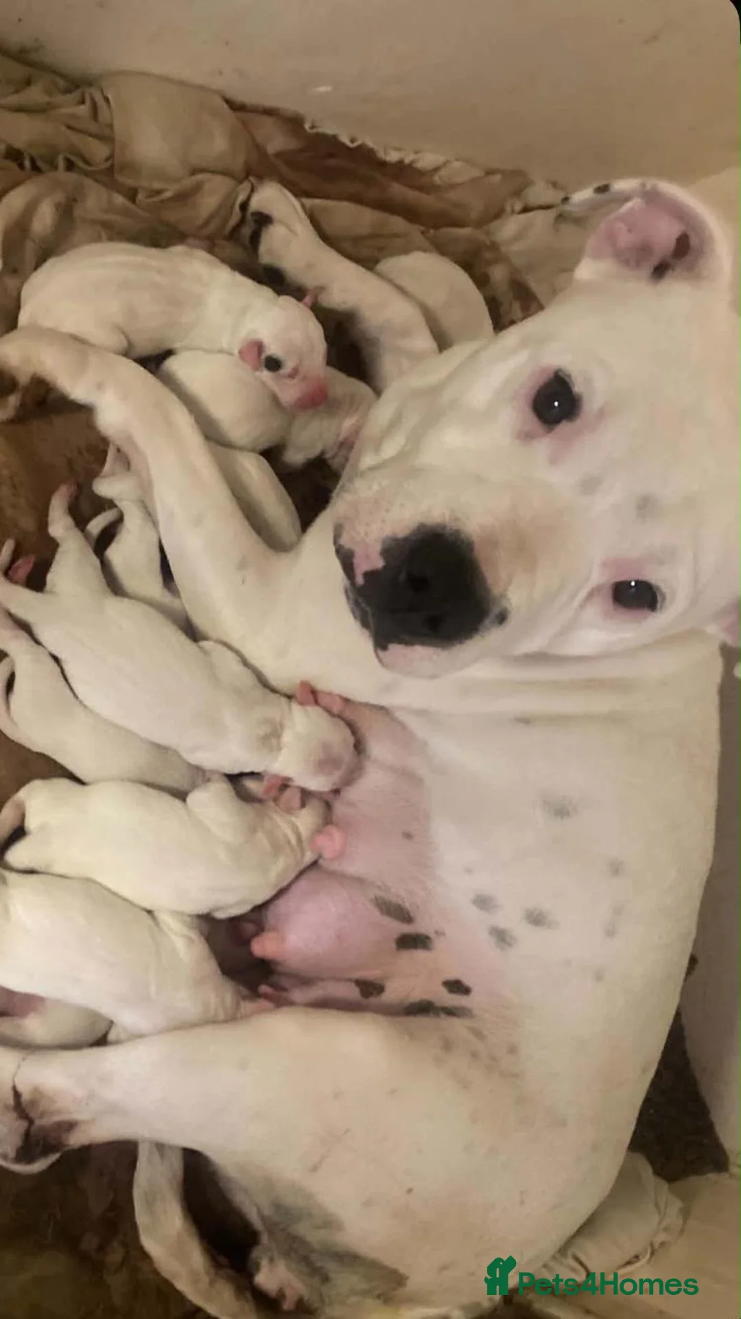 Staffordshire Bull Terrier dogs for sale: Staffordshire bull terrier pups - Advert 1