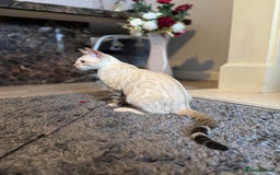 Bengal cats for sale: TICA registered snow lynx Bengal Kittens in Reading - Image 11