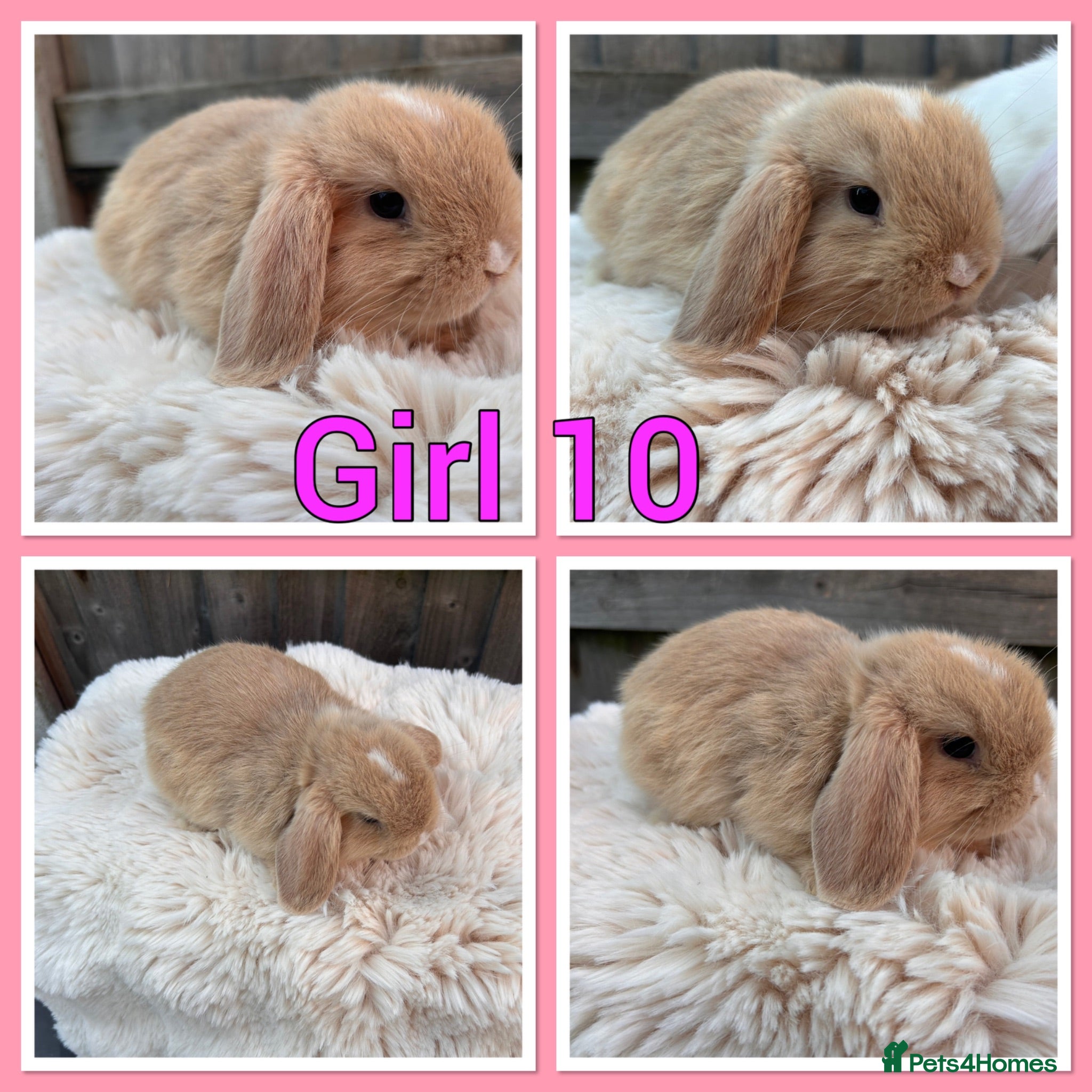 Mini Lop rabbits Pure Mini Lop babies  - Advert 1