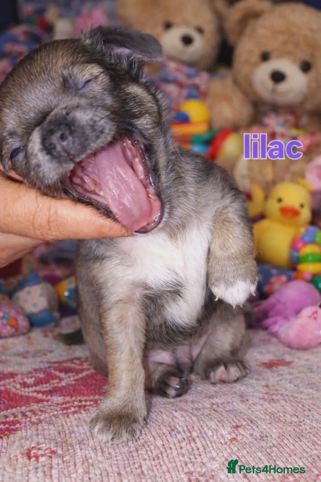 Chihuahua dogs for sale: Chihuahua puppys - Advert 4