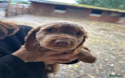 Cocker Spaniel dogs for sale: Beautiful cocker spaniel puppies❤️ - Image 3