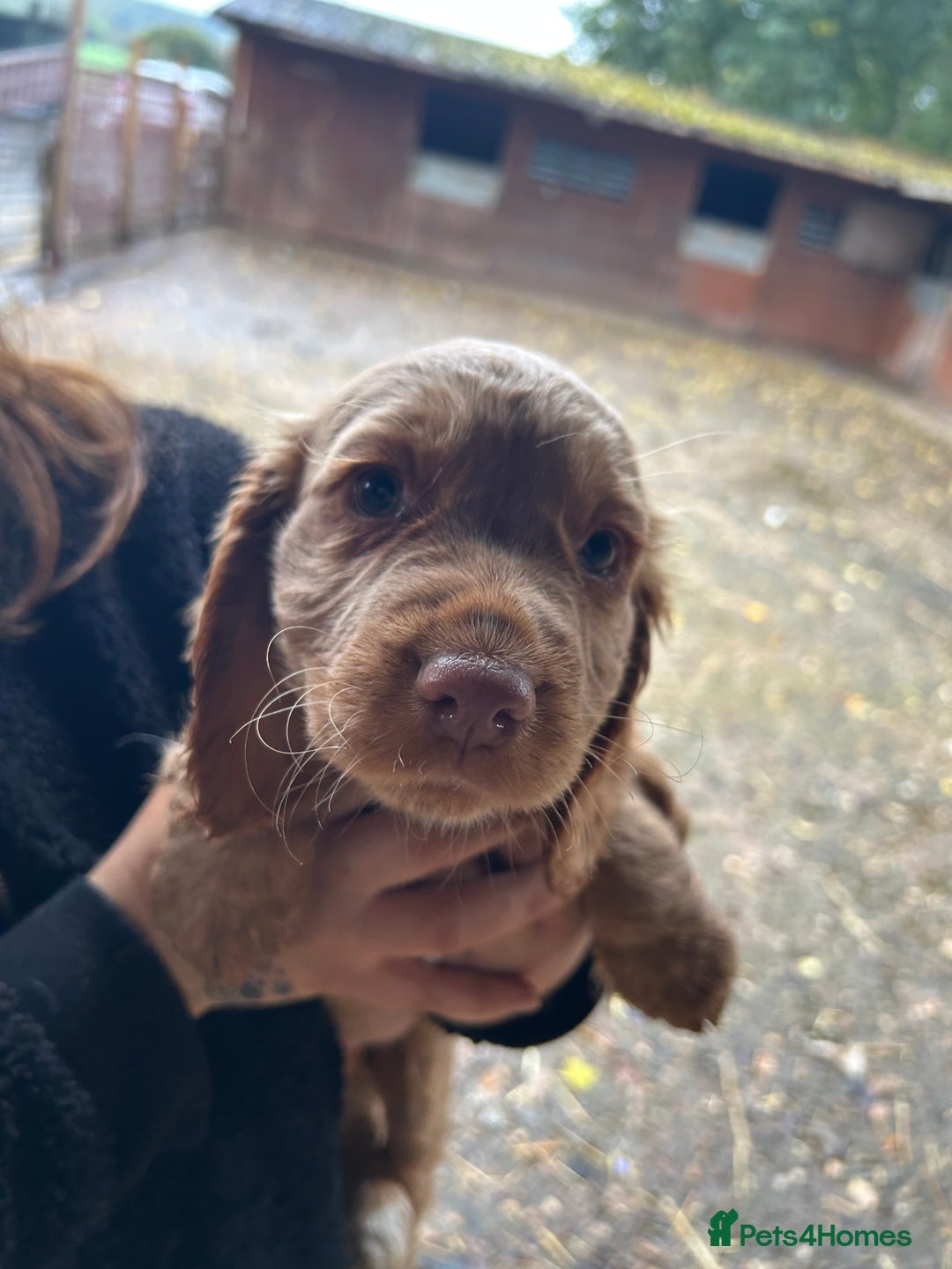 Cocker Spaniel dogs for sale: Beautiful cocker spaniel puppies❤️ - Image 3