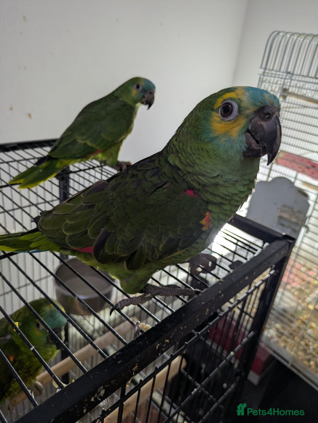Parrots birds for sale: Hand reared super friendly blue fronted Amazons  - Advert 9