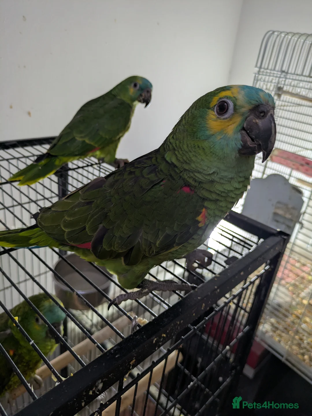 Parrots birds for sale: Hand reared super friendly blue fronted Amazons  - Advert 9