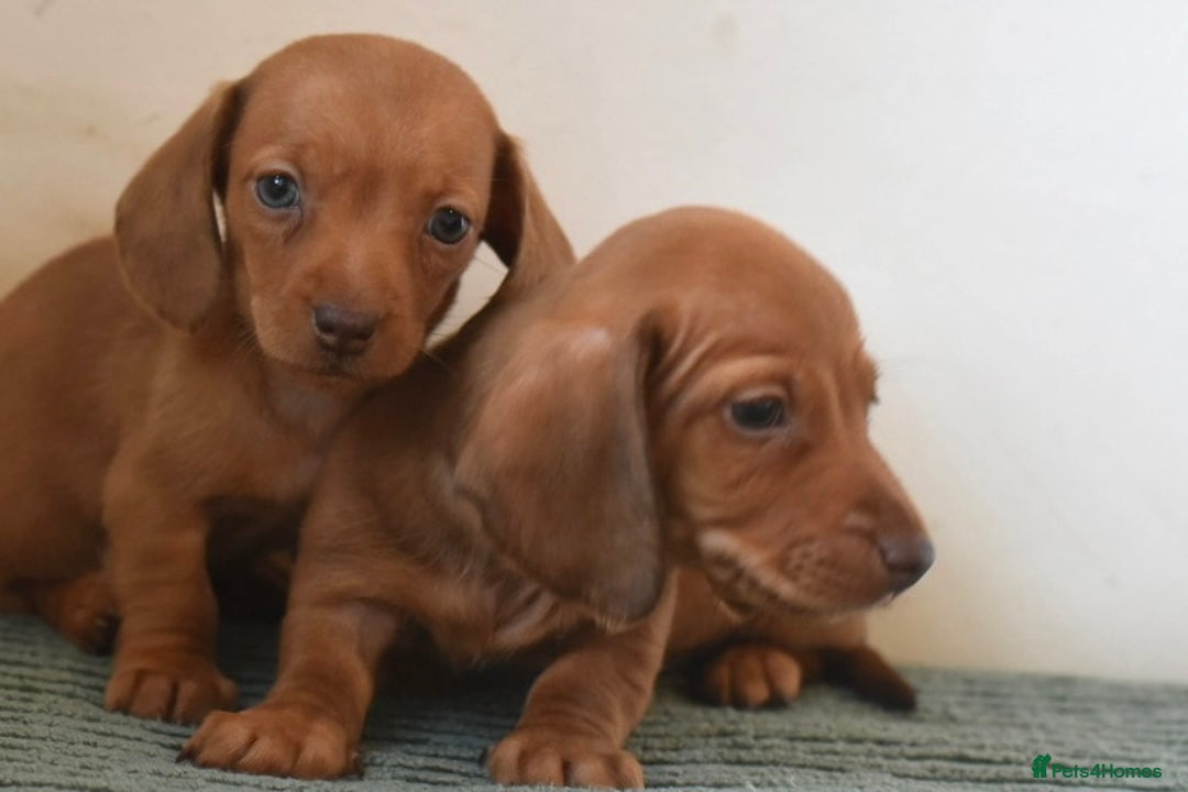 Miniature Dachshund dogs for sale: Mini smooth dachshunds  - Image 9