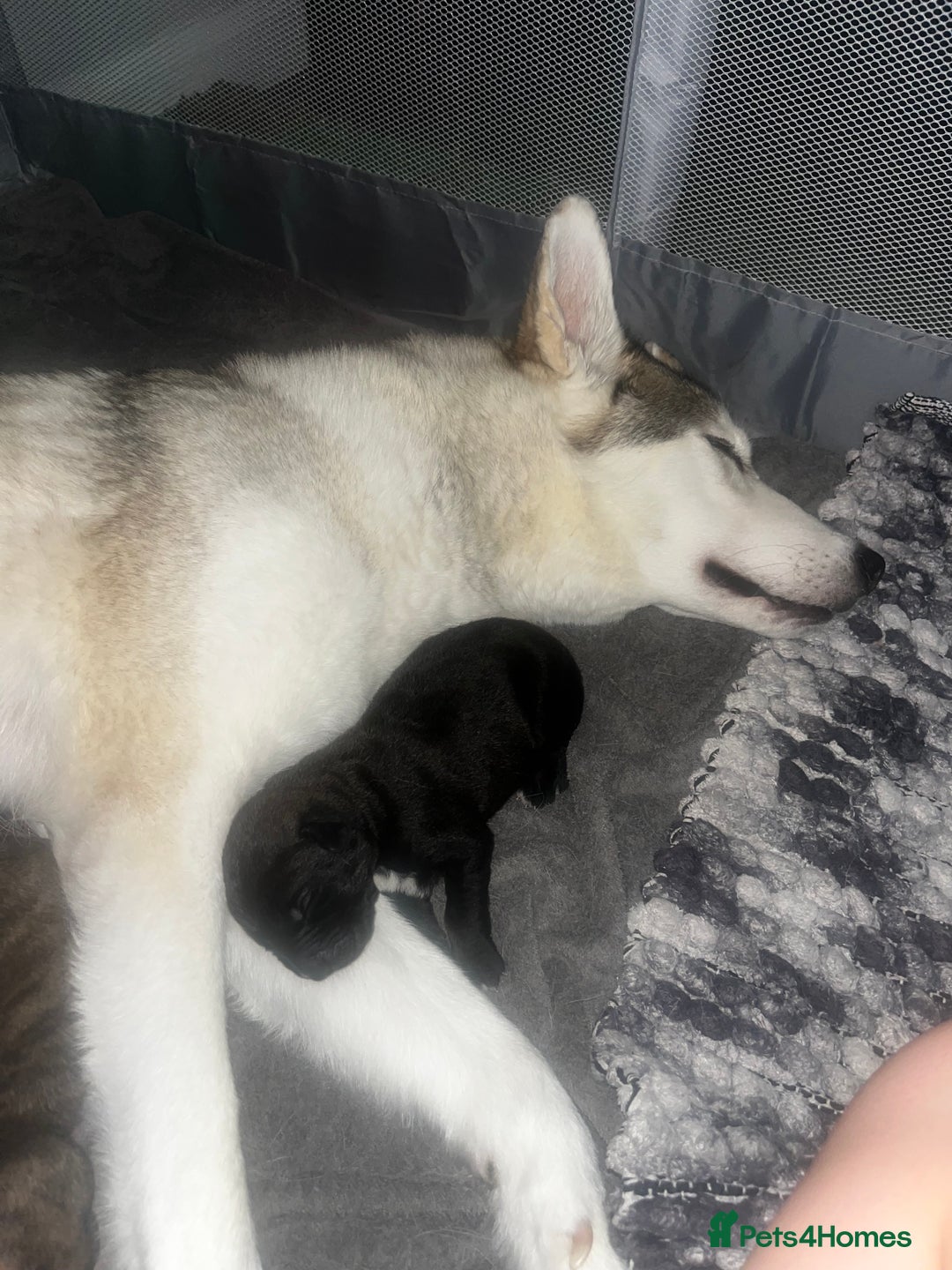 Mixed Breed dogs for sale: CaneCorso/Husky puppies  - Image 9