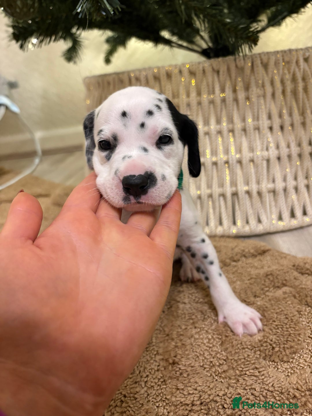 Dalmatian dogs for sale: 5 Generation KC Registered Dalmatians Boys - Advert 26