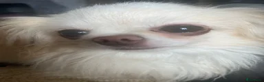Mixed Breed 2