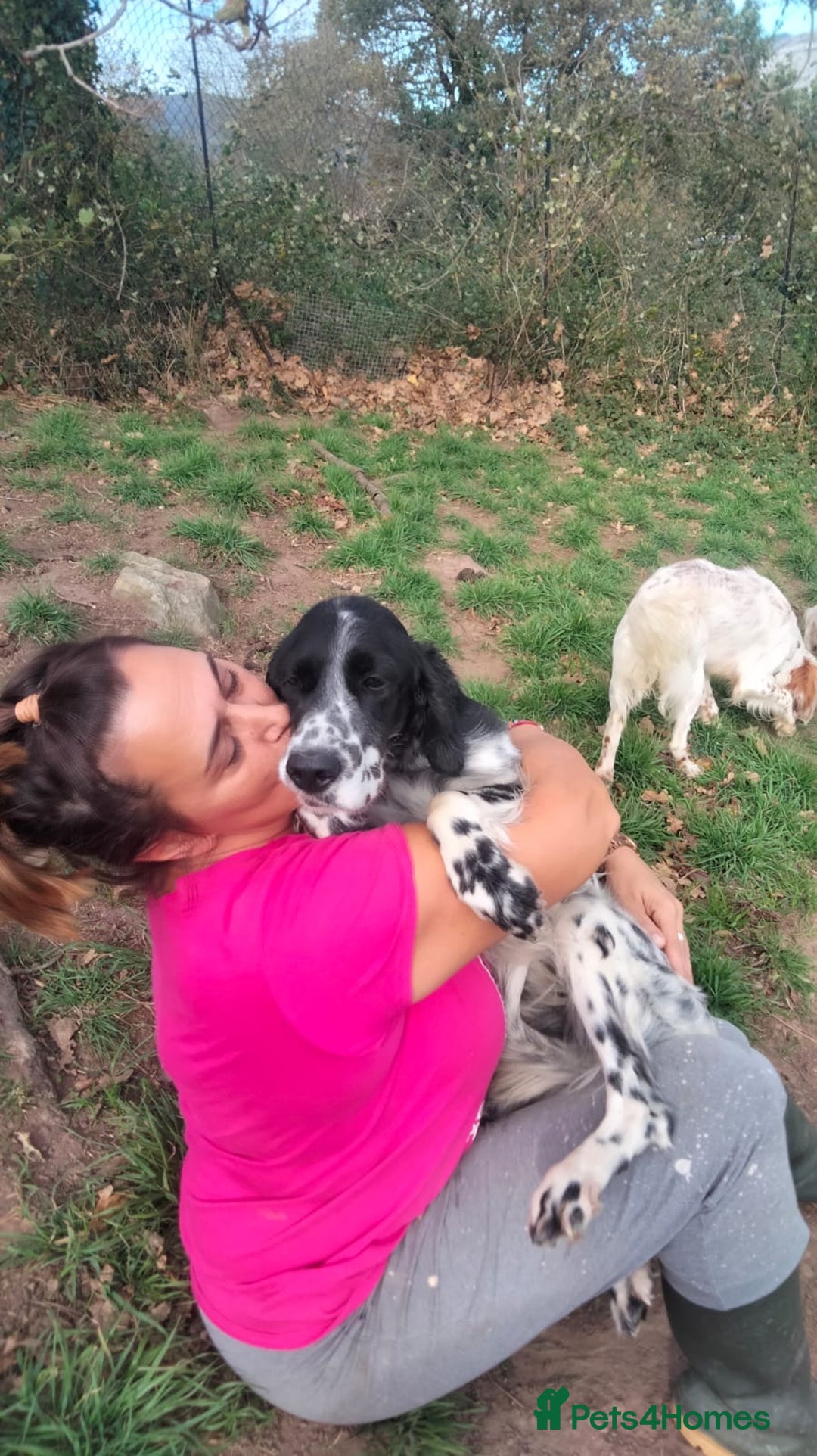 English Setter dogs for adoption: Ras   - Advert 3