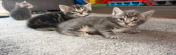 Mixed Breed cats for sale: Beautiful kittens  - Advert 8