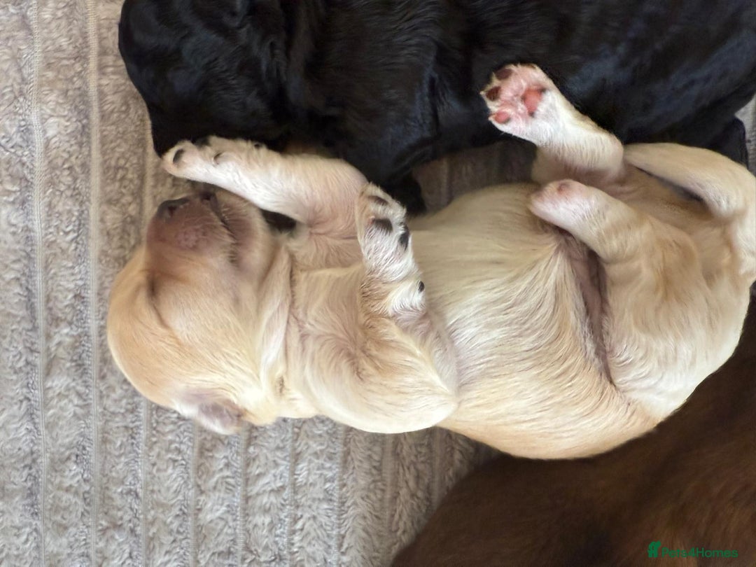Cavachon dogs for sale:  🐶✨Cavapoochon Puppies ready to reserve 🐶✨ - Image 13