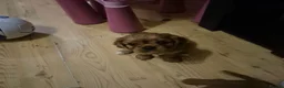Cavalier King Charles Spaniel dogs for sale: Charming Cavalier King Charles Spaniel Puppies in Hyde - Advert 4