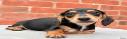 Miniature Dachshund dogs for sale: miniature dachshunds  - Advert 6