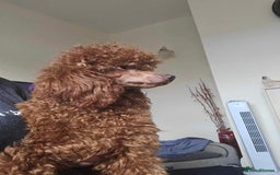 Toy Poodle dogs for sale: Toy poodle puppies  - Image 10